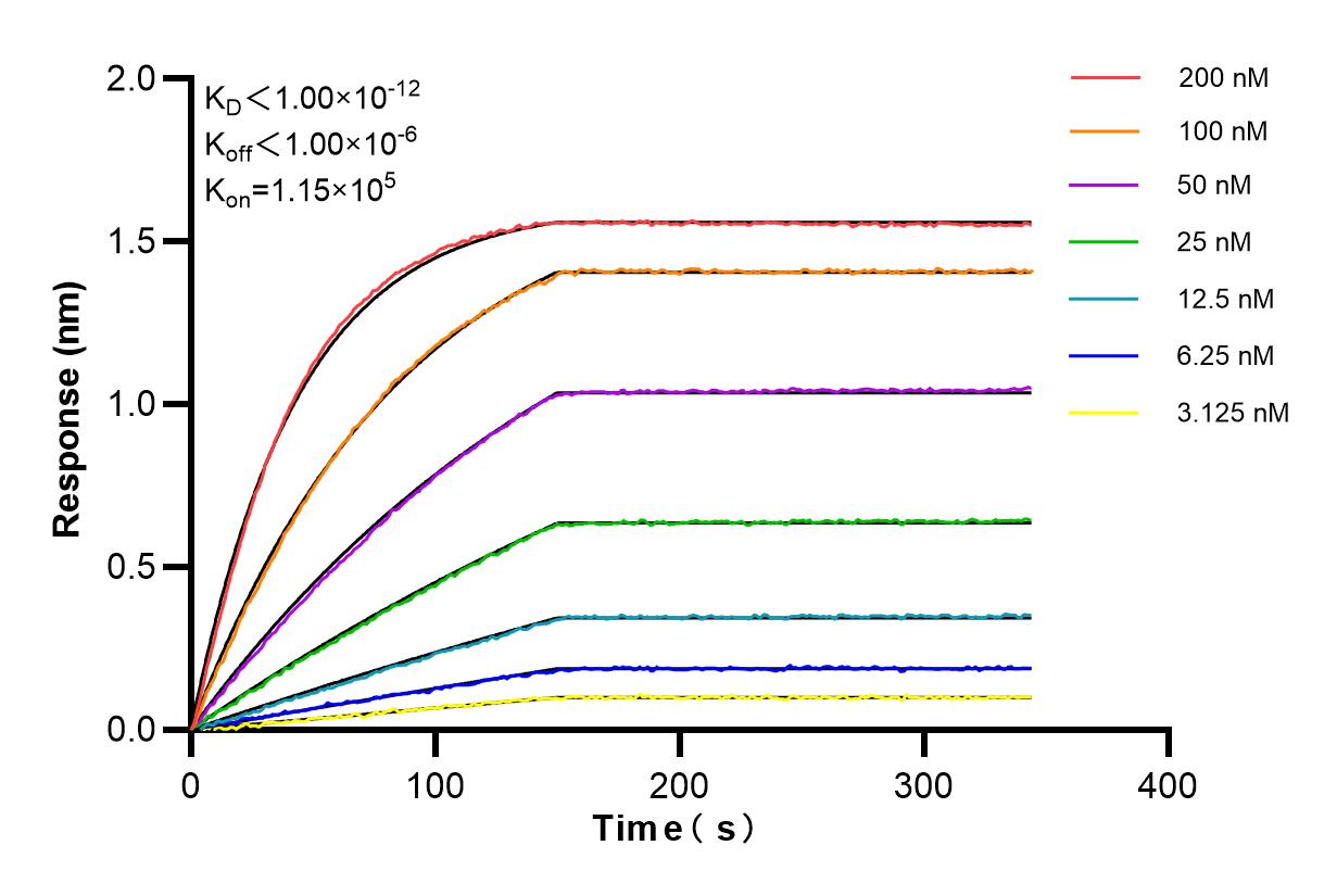 Affinity and Kinetic Characterization of 85428-5-RR