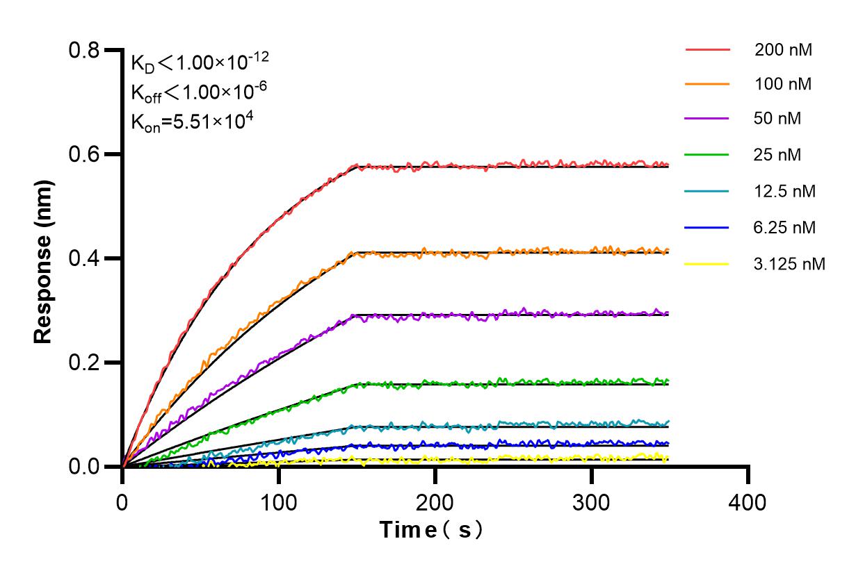 Affinity and Kinetic Characterization of 85429-4-RR