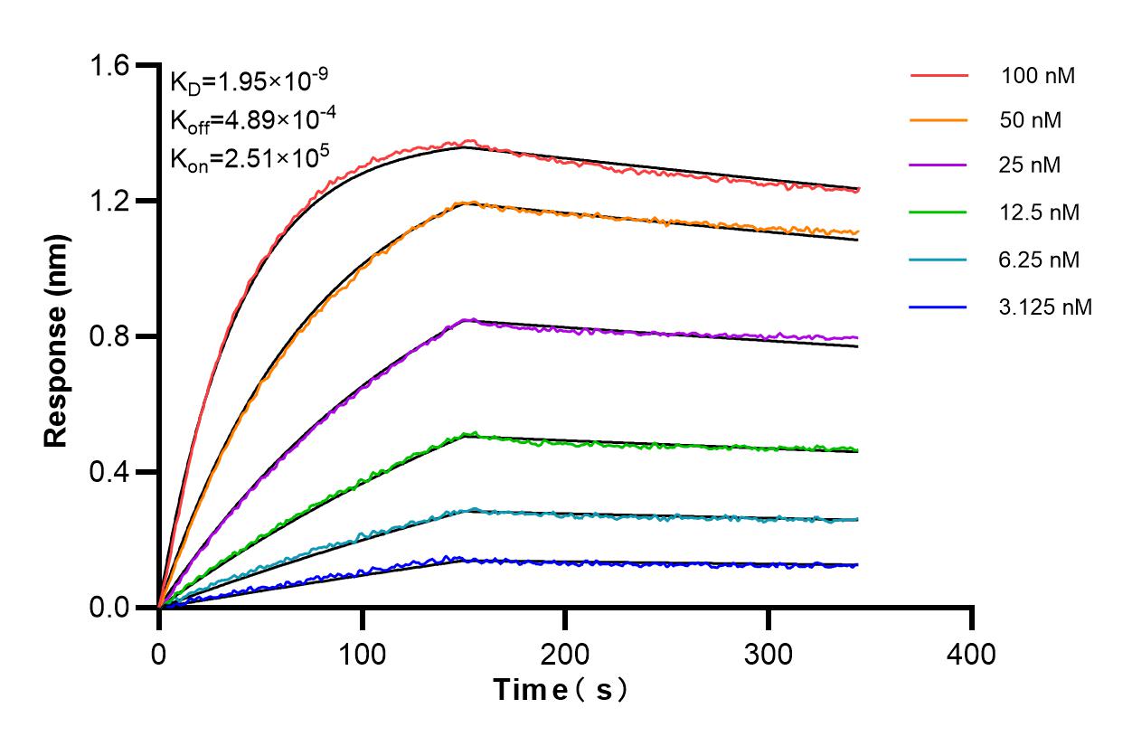 Affinity and Kinetic Characterization of 85438-4-RR