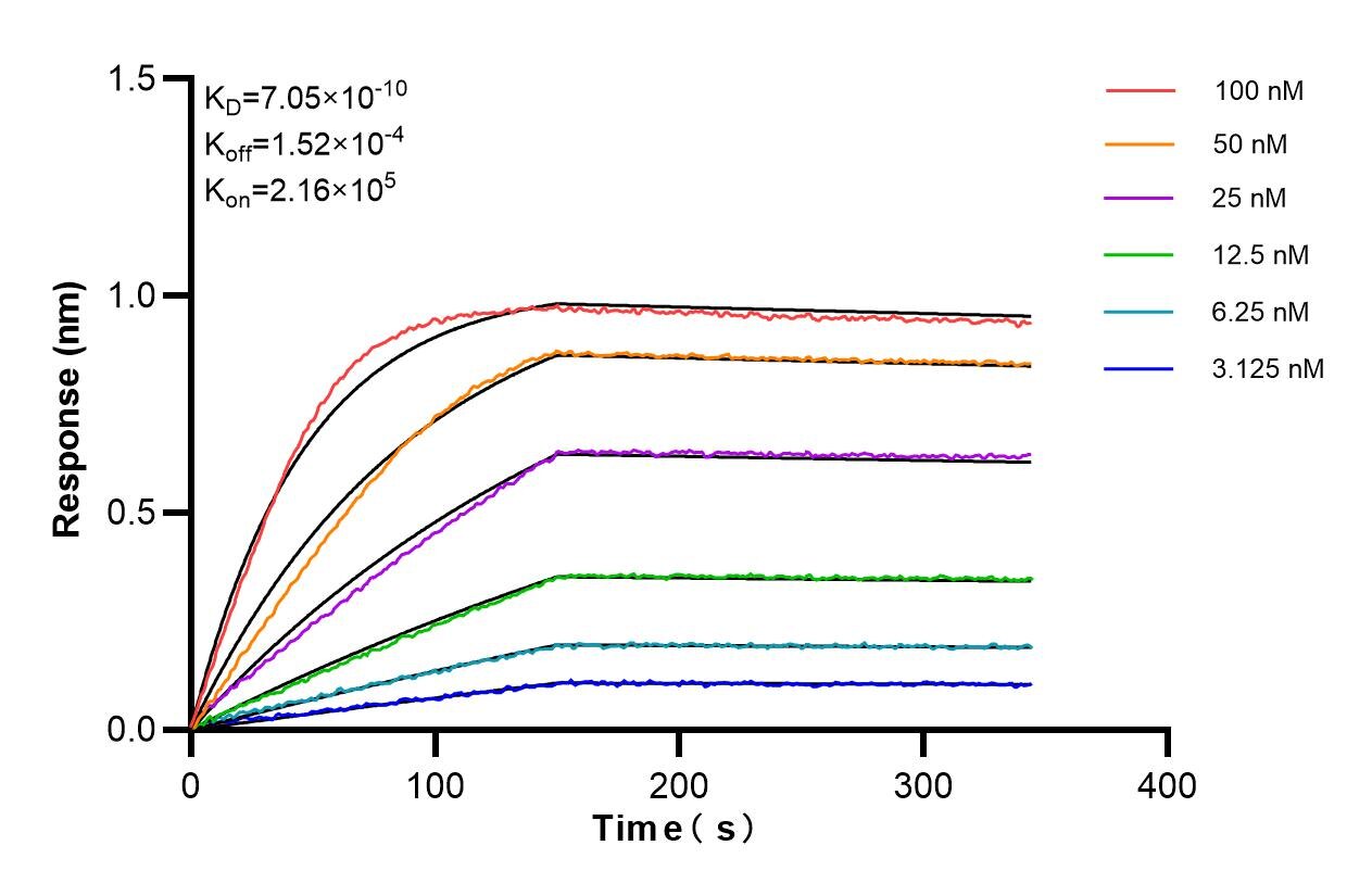 Affinity and Kinetic Characterization of 85444-3-RR