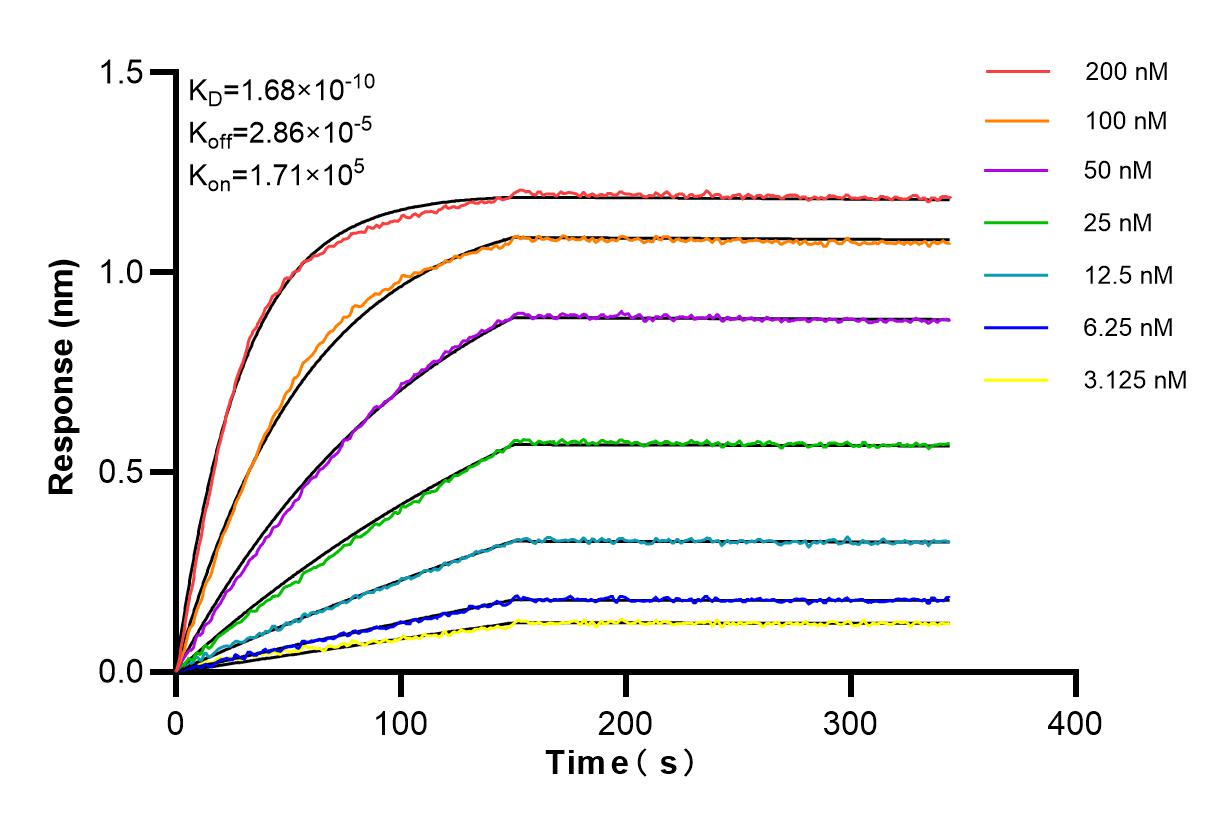Affinity and Kinetic Characterization of 85446-2-RR