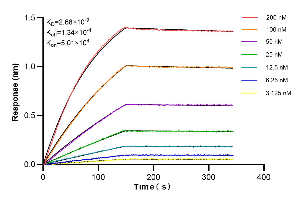 Affinity and Kinetic Characterization of 85448-1-RR