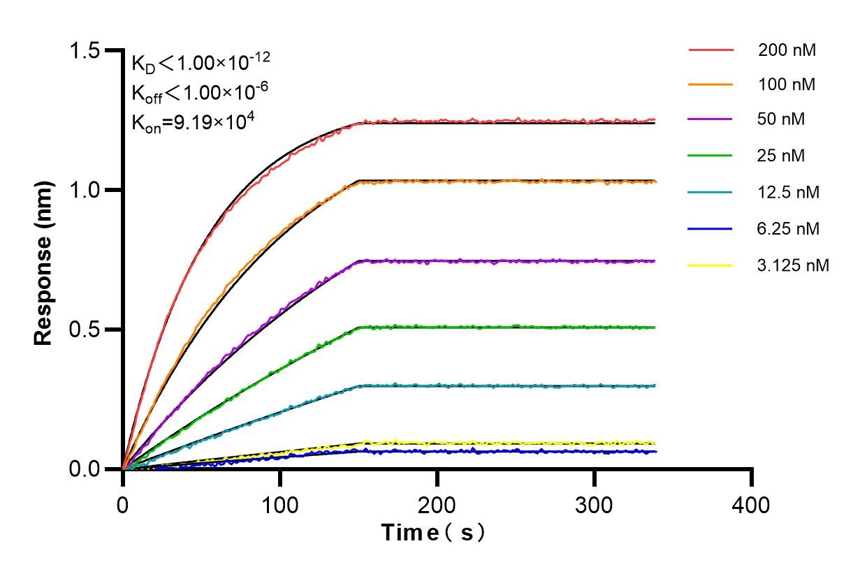 Affinity and Kinetic Characterization of 85449-5-RR