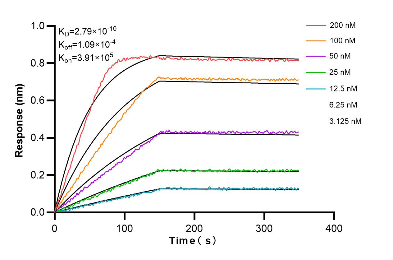 Affinity and Kinetic Characterization of 85594-5-RR