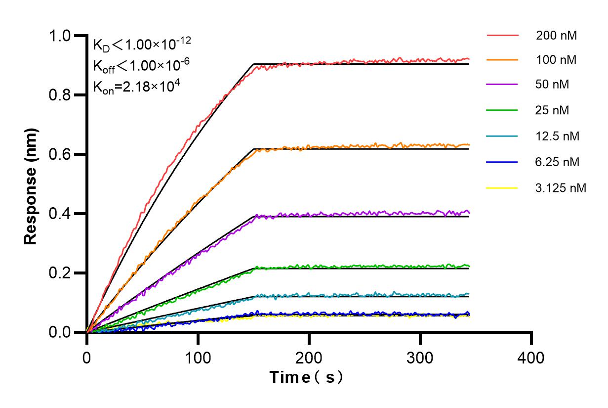 Affinity and Kinetic Characterization of 85595-3-RR