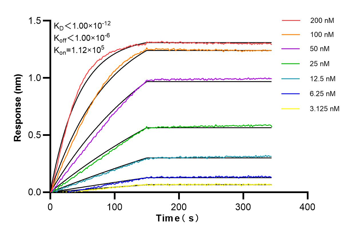 Affinity and Kinetic Characterization of 85599-4-RR