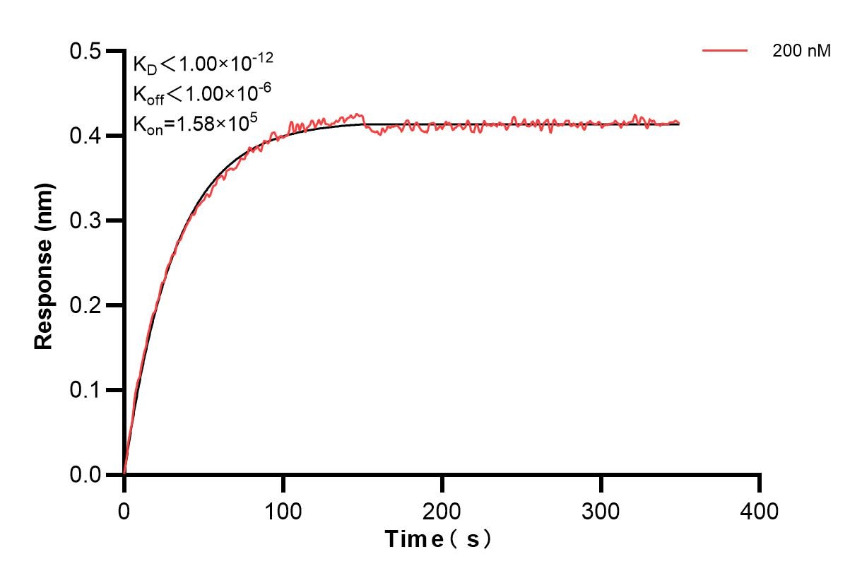 Biolayer interferometry (BLl) kinetic assay of 85605-4-PBS against Human Chromogranin A was performed. The affinity constant is below 1 pM. Affinity and Kinetic Characterization of 85605-4-PBS
