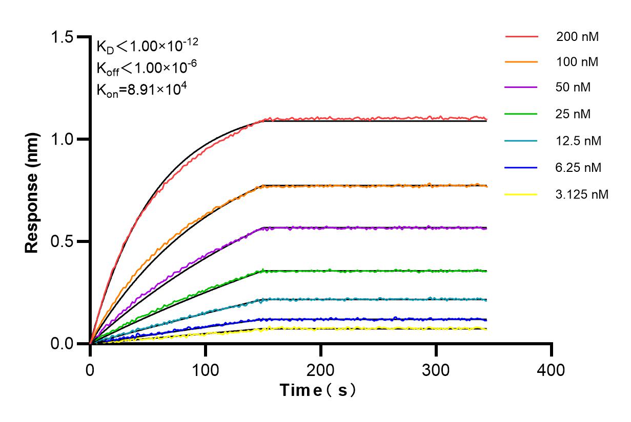 Affinity and Kinetic Characterization of 85609-1-RR
