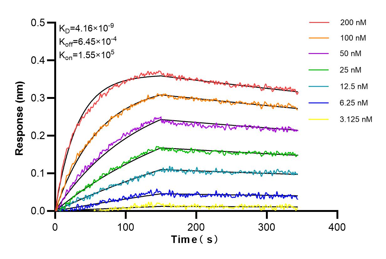 Affinity and Kinetic Characterization of 85613-5-RR