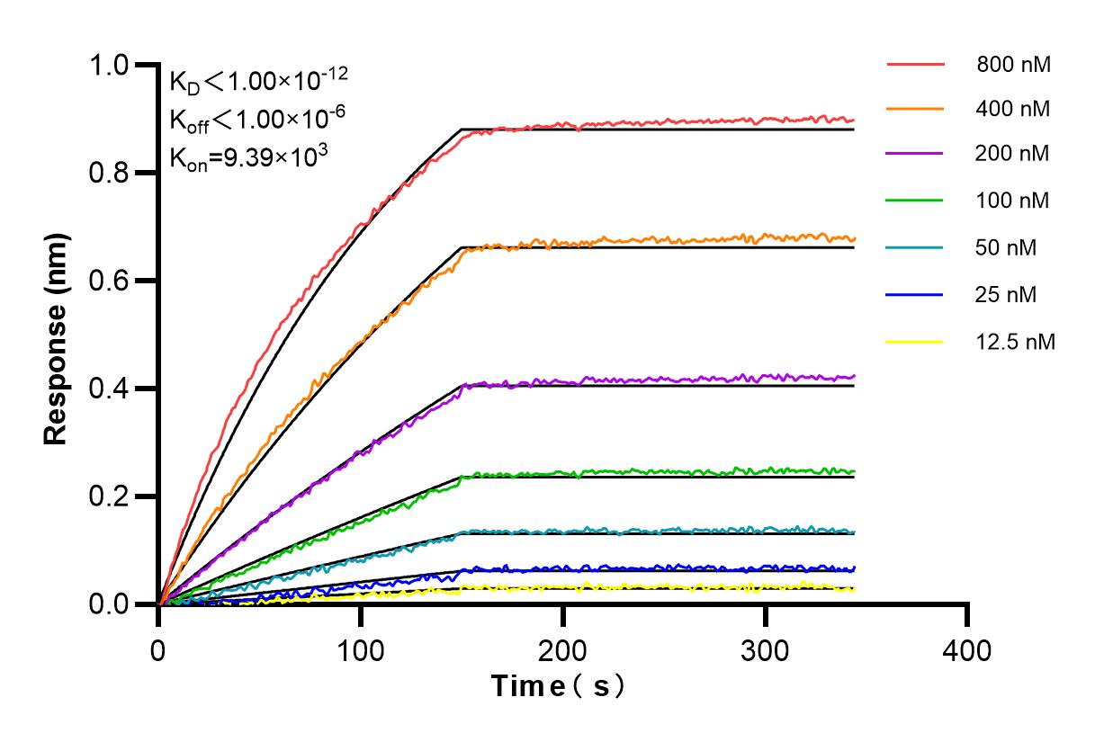Affinity and Kinetic Characterization of 85619-4-RR