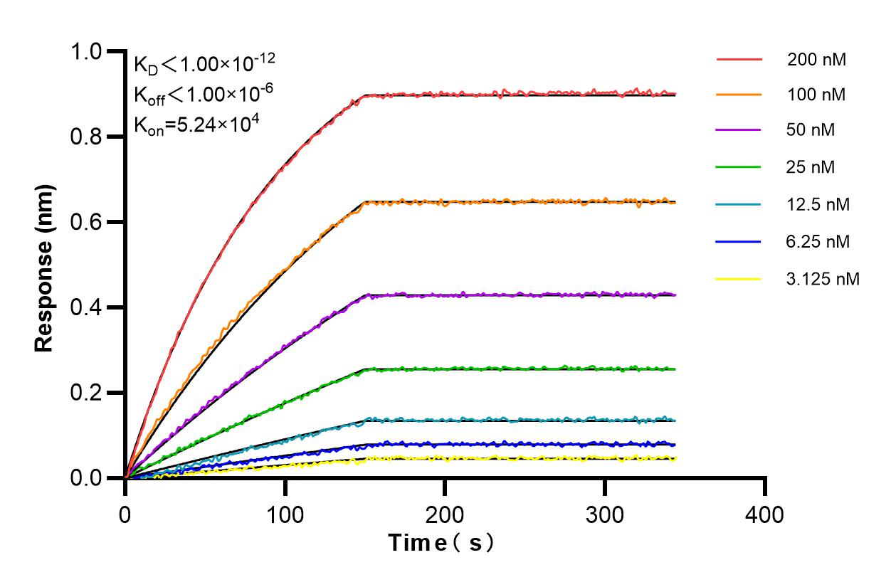 Affinity and Kinetic Characterization of 85628-1-RR