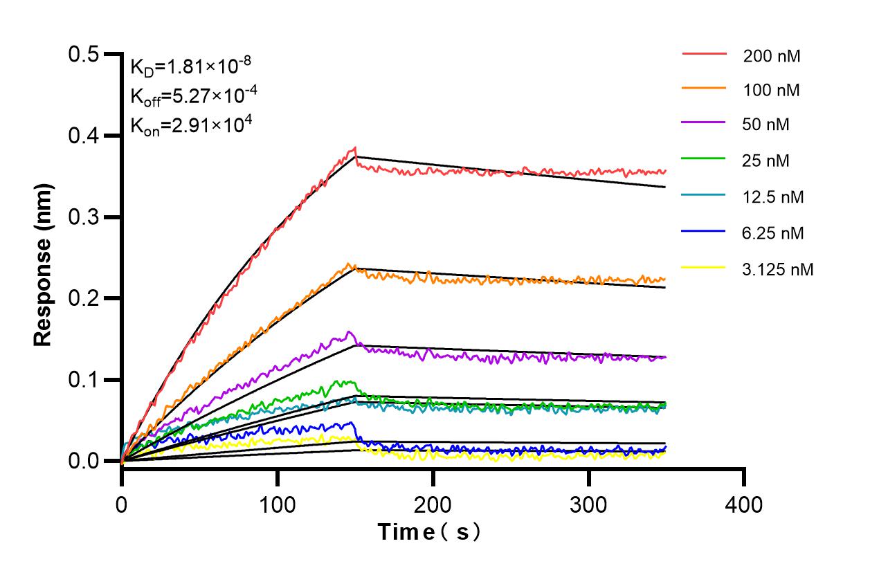 Affinity and Kinetic Characterization of 85631-7-RR