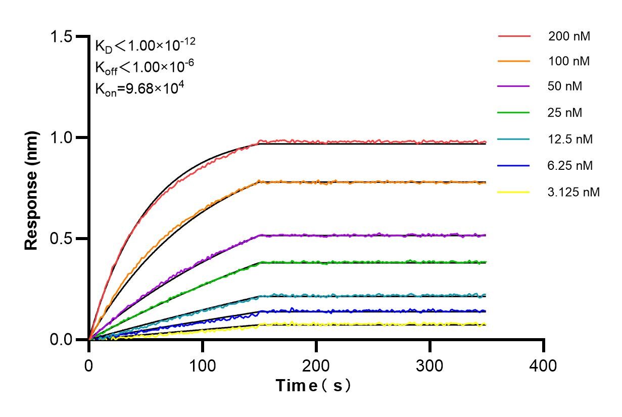 Affinity and Kinetic Characterization of 85633-1-RR