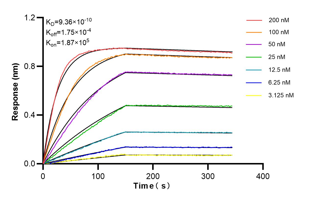 Biolayer interferometry (BLl) kinetic assays of 85636-2-RR against Human CDO1 were performed. The affinity constant is 0.936 nM. Affinity of 85636-2-RR