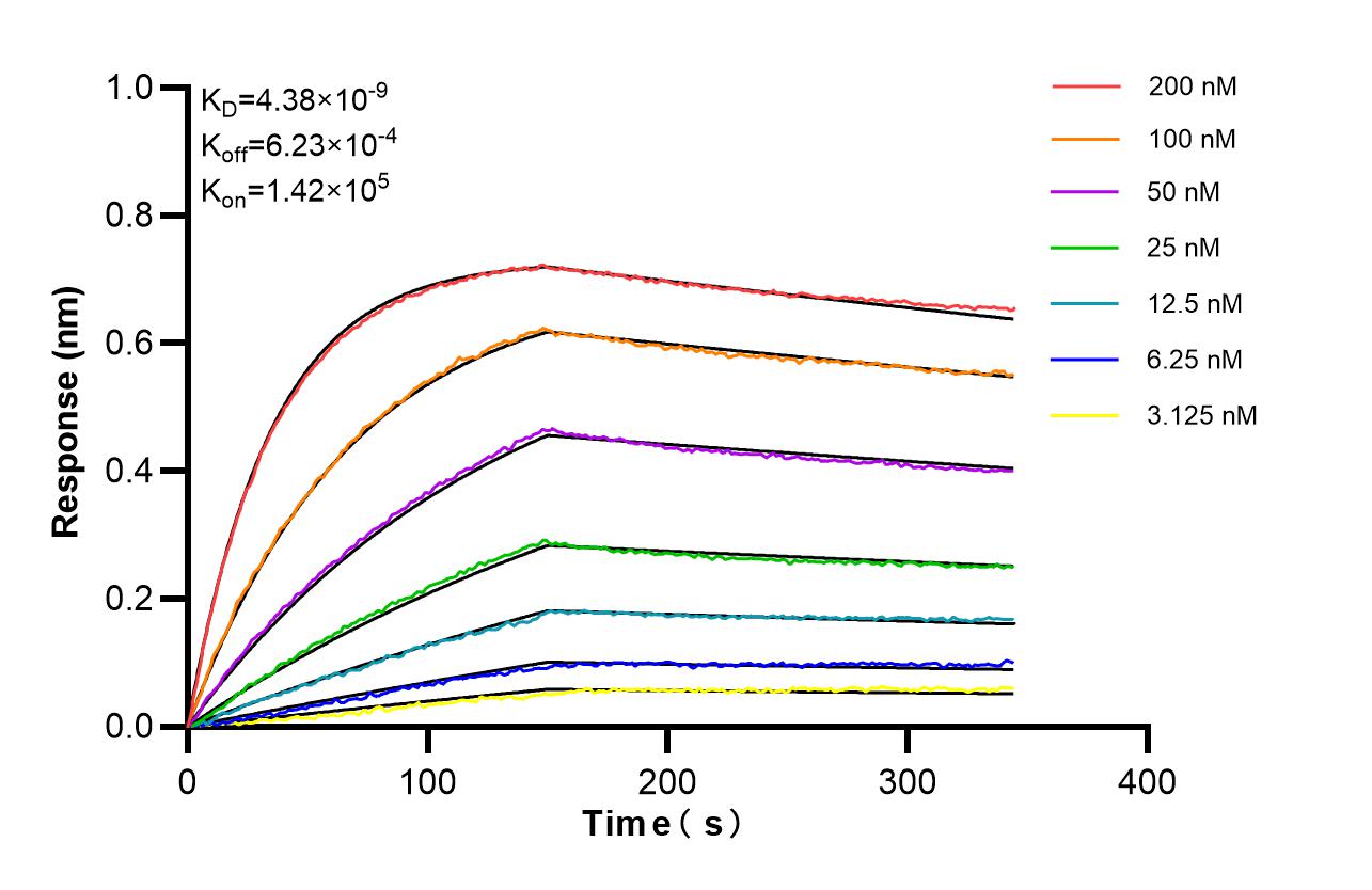 Biolayer interferometry (BLl) kinetic assays of 85637-2-RR against Human Centrin 1 were performed. The affinity constant is 4.38 nM. Affinity of 85637-2-RR