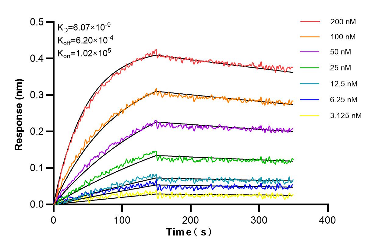 Affinity and Kinetic Characterization of 85640-4-RR