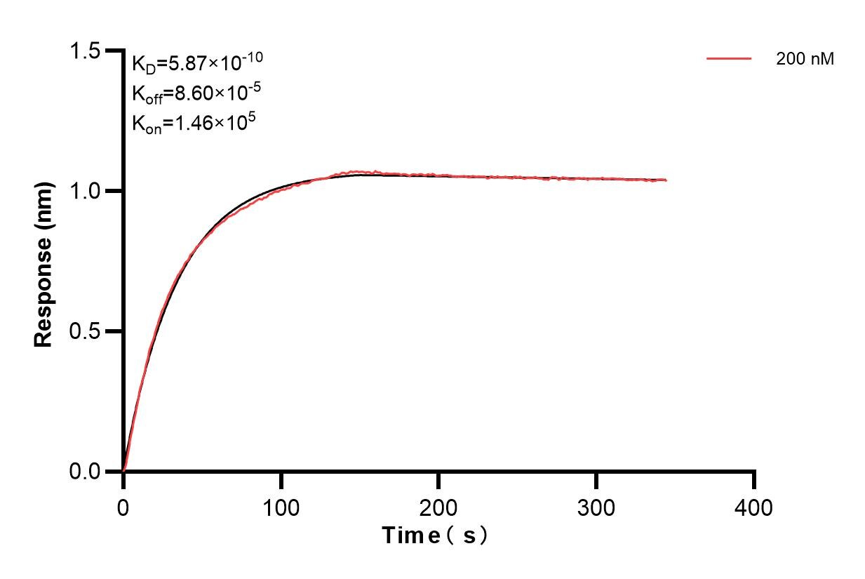Affinity and Kinetic Characterization of 85642-1-PBS