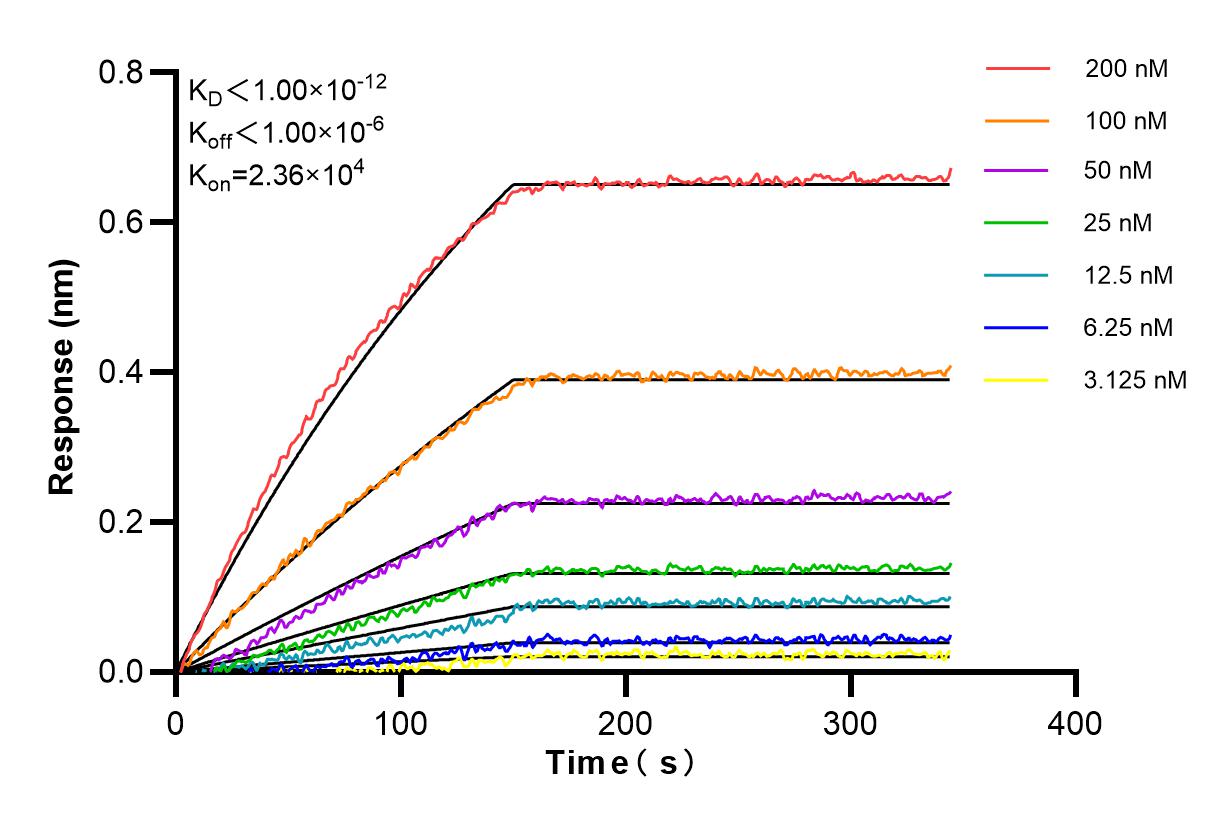 Affinity and Kinetic Characterization of 85642-5-RR