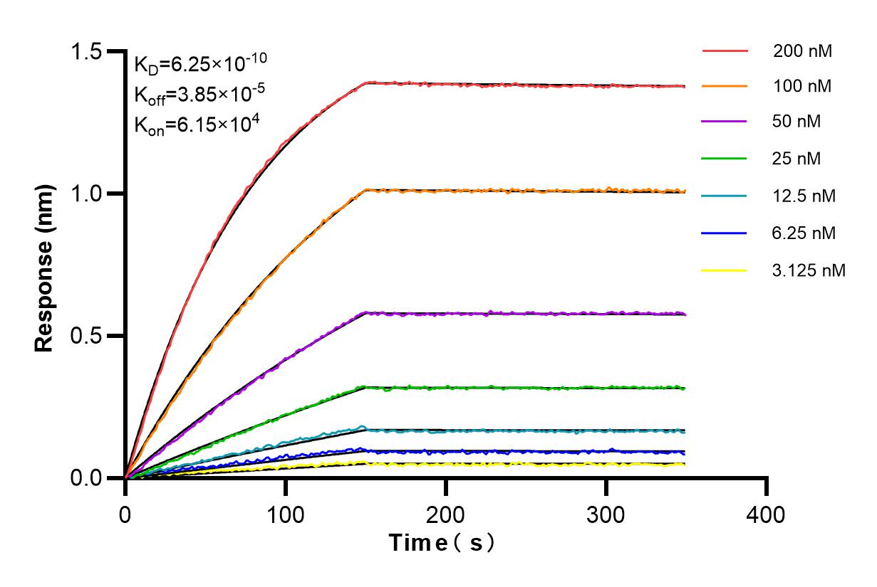 Affinity and Kinetic Characterization of 85647-1-RR