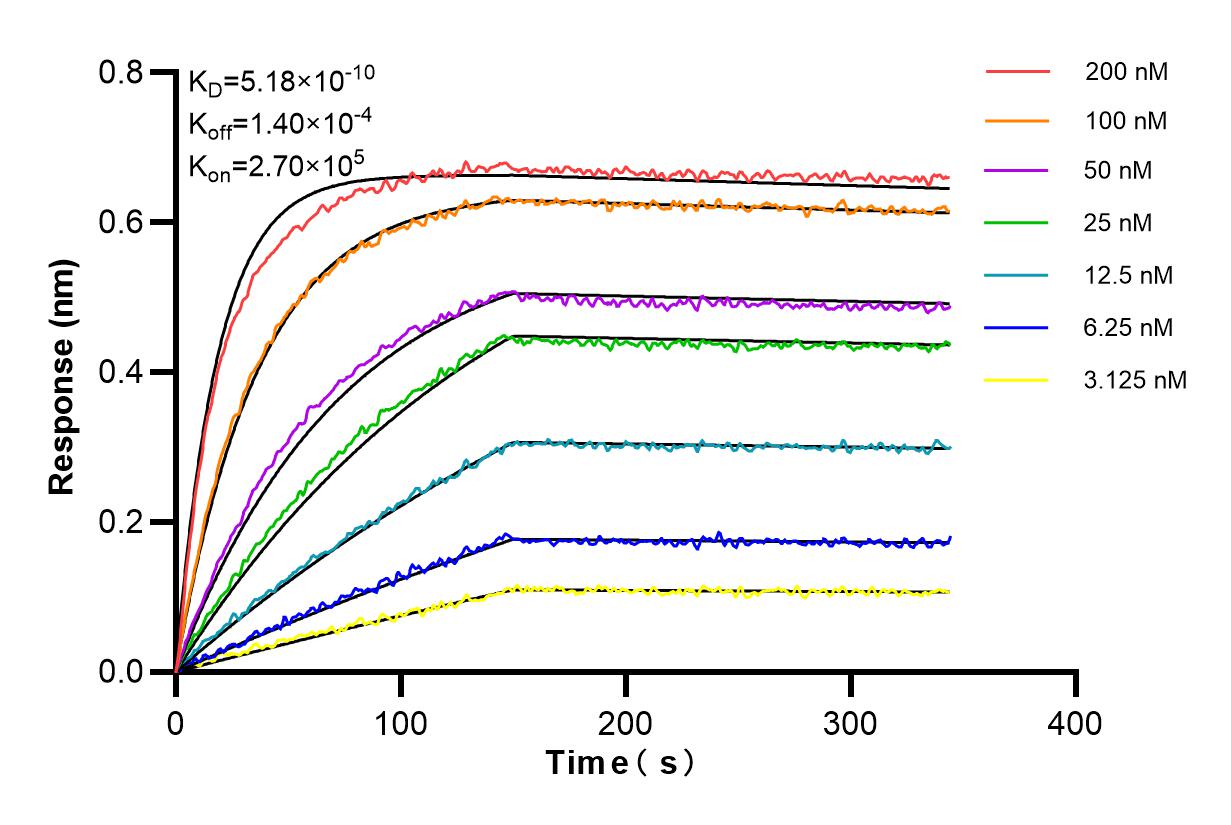 Affinity and Kinetic Characterization of 85648-2-RR
