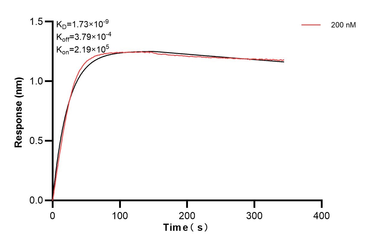 Biolayer interferometry (BLl) kinetic assays of 85663-1-PBS against Human SF3B4 was performed. The affinity constant is 1.73 nM. Affinity and Kinetic Characterization of 85663-1-PBS