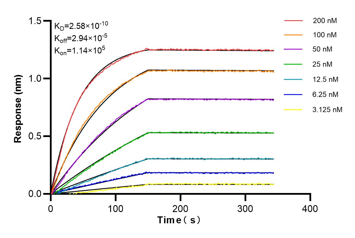 Affinity and Kinetic Characterization of 85669-2-RR