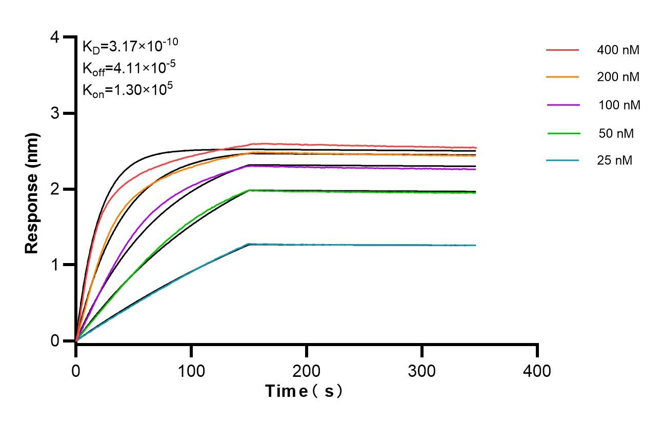 Affinity and Kinetic Characterization of 85670-4-RR