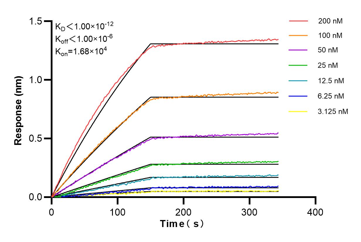 Affinity and Kinetic Characterization of 85701-1-RR