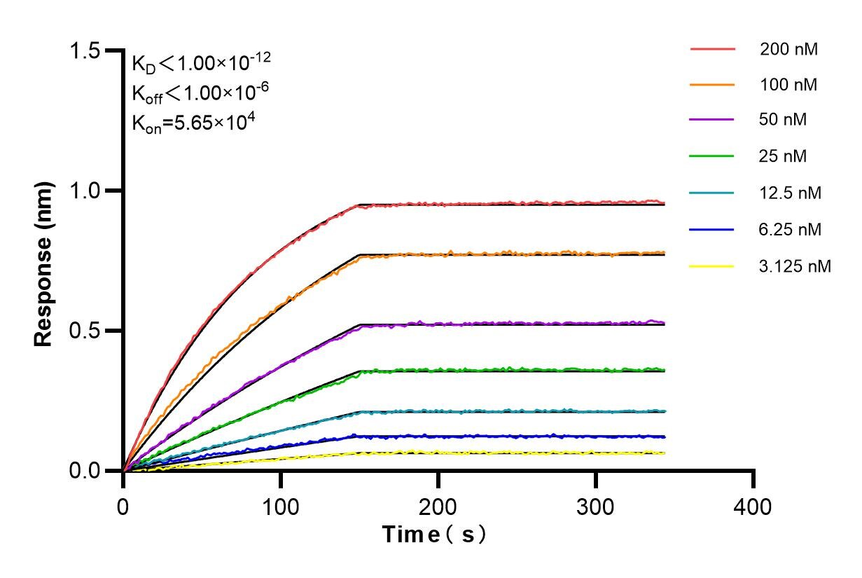 Affinity and Kinetic Characterization of 85711-1-RR