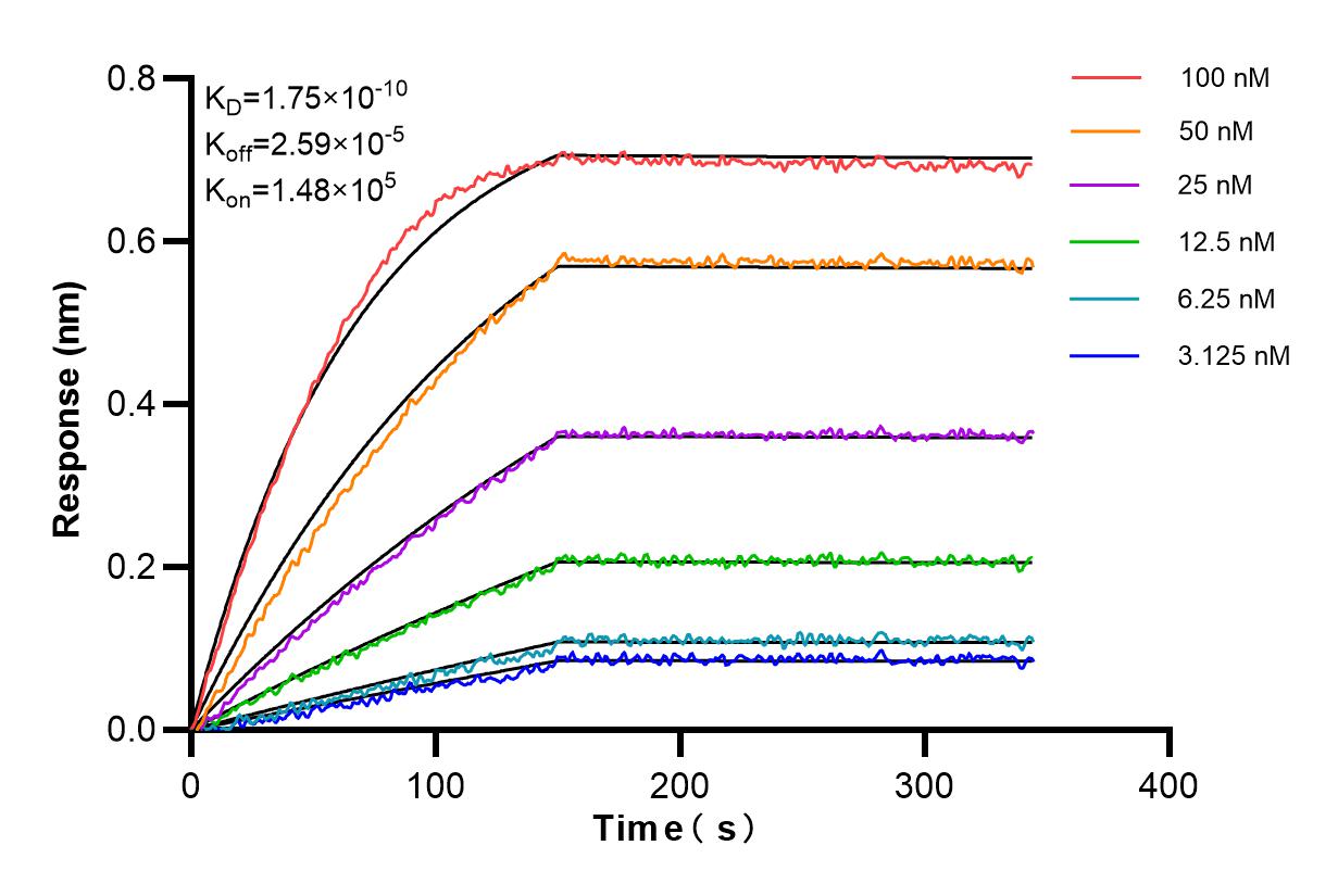 Affinity and Kinetic Characterization of 85712-1-RR