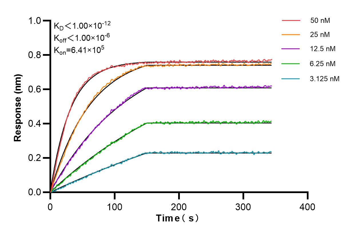Affinity and Kinetic Characterization of 85721-3-RR