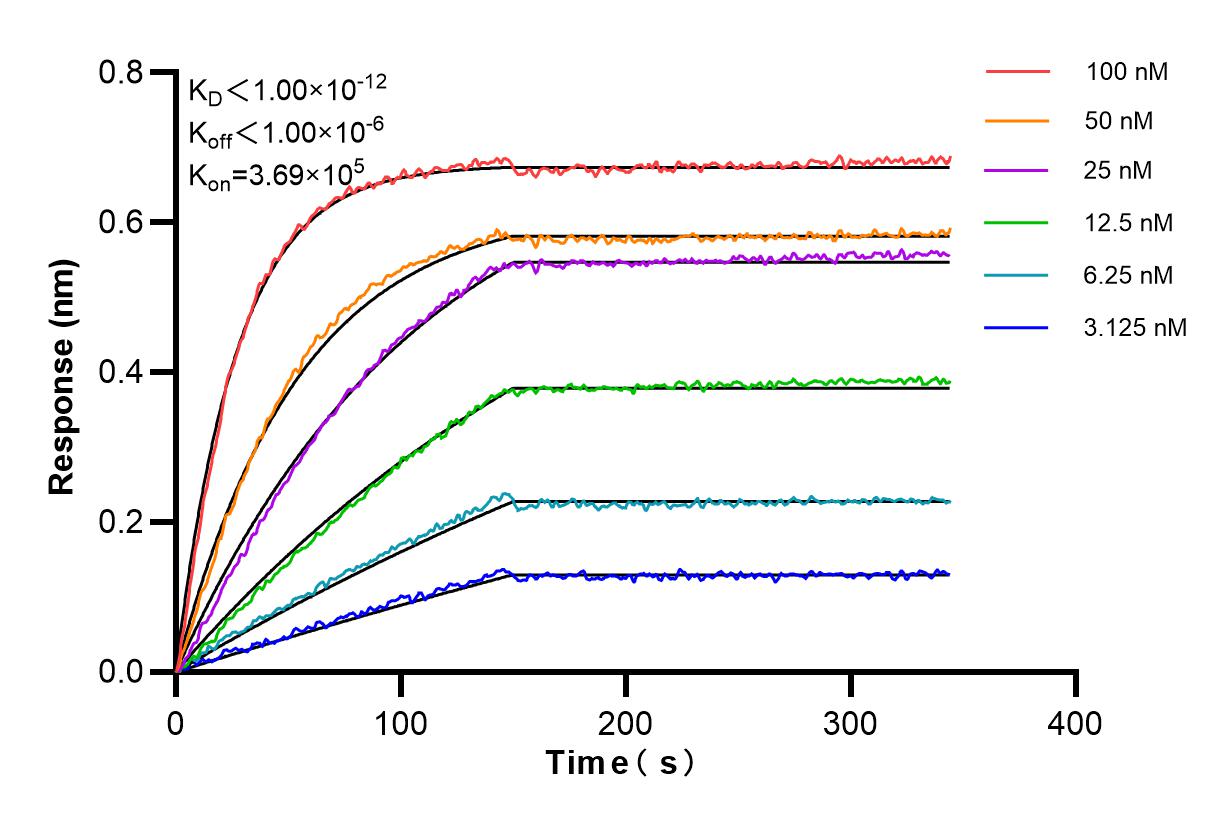 Affinity and Kinetic Characterization of 85726-1-RR