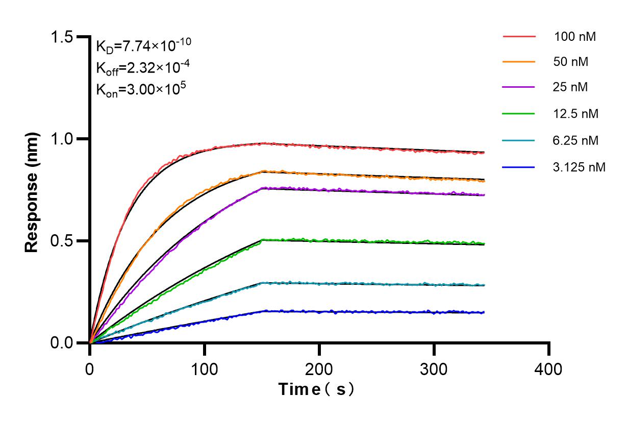 Affinity and Kinetic Characterization of 85727-1-RR