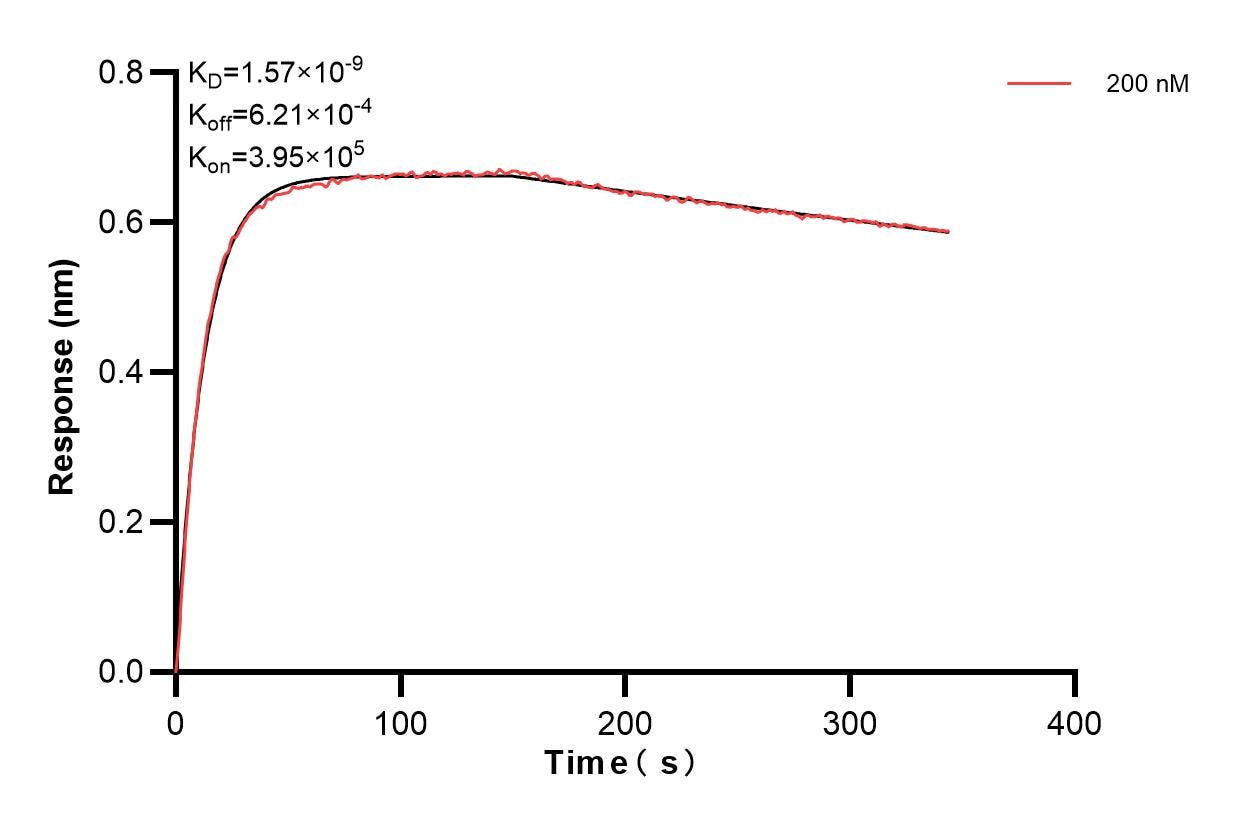 Biolayer interferometry (BLl) kinetic assay of 85727-3-PBS against Human STIM2 was performed. The affinity constant is 1.57 nM. Affinity and Kinetic Characterization of 85727-3-PBS