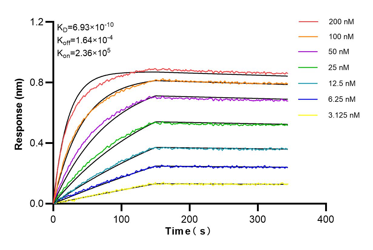 Affinity and Kinetic Characterization of 85729-1-RR