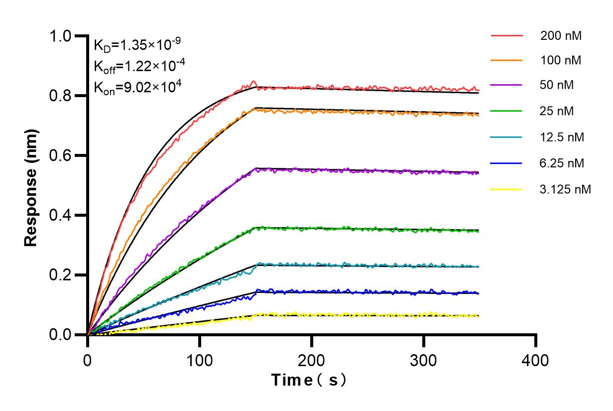 Affinity and Kinetic Characterization of 85730-1-RR