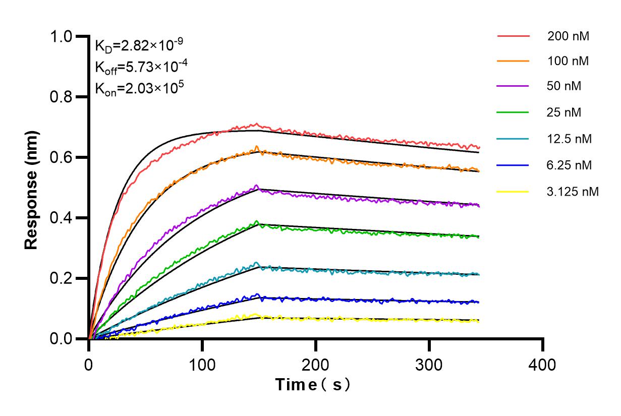 Affinity and Kinetic Characterization of 85732-2-RR