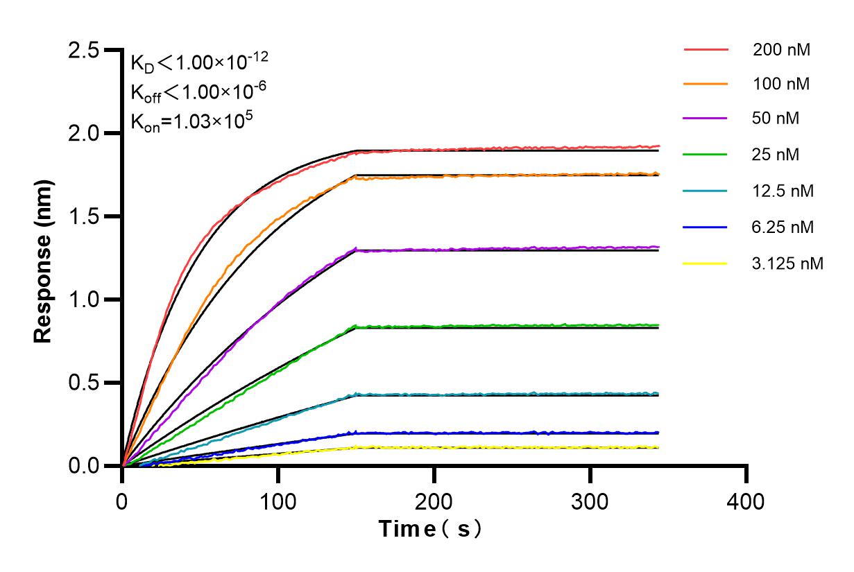 Affinity and Kinetic Characterization of 85733-2-RR