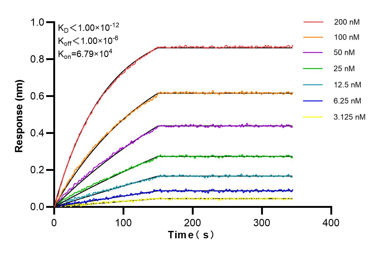 Affinity and Kinetic Characterization of 85734-1-RR