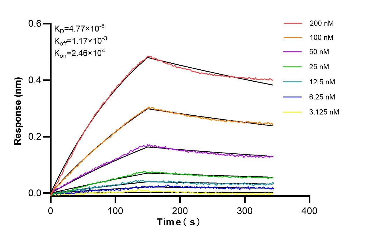 Affinity of 85749-1-RR Affinity of 85749-1-RR