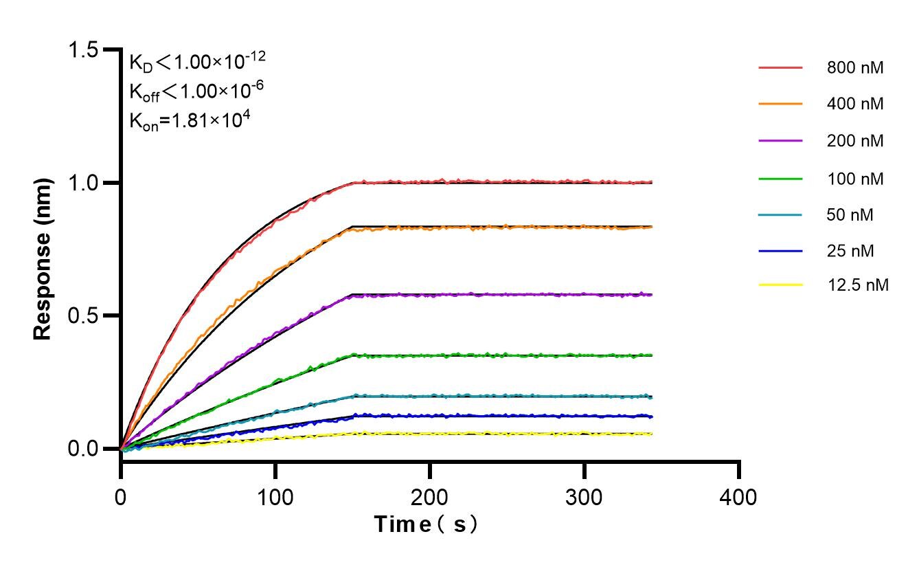 Biolayer interferometry (BLl) kinetic assays of 85757-5-RR against Human OIP5 were performed. The affinity constant is below 1 pM. Affinity and Kinetic Characterization of 85757-5-RR