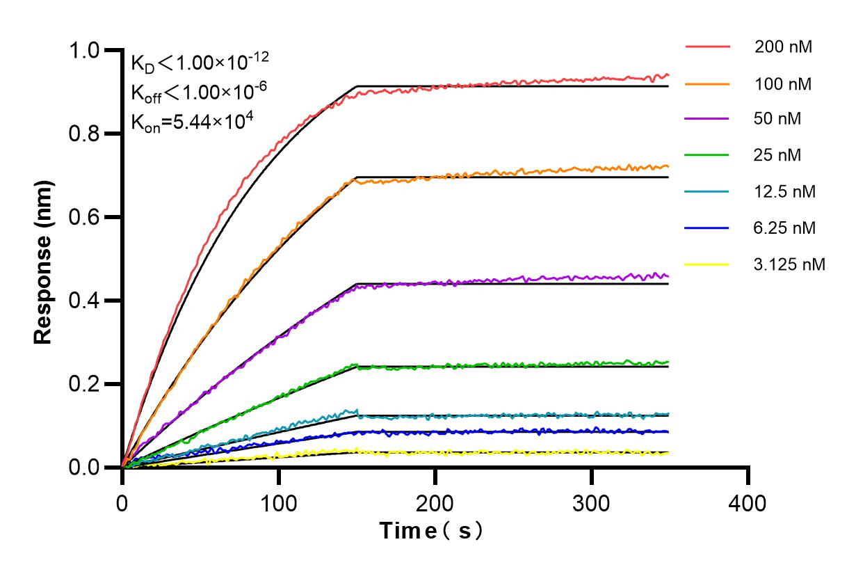 Affinity and Kinetic Characterization of 85759-4-RR