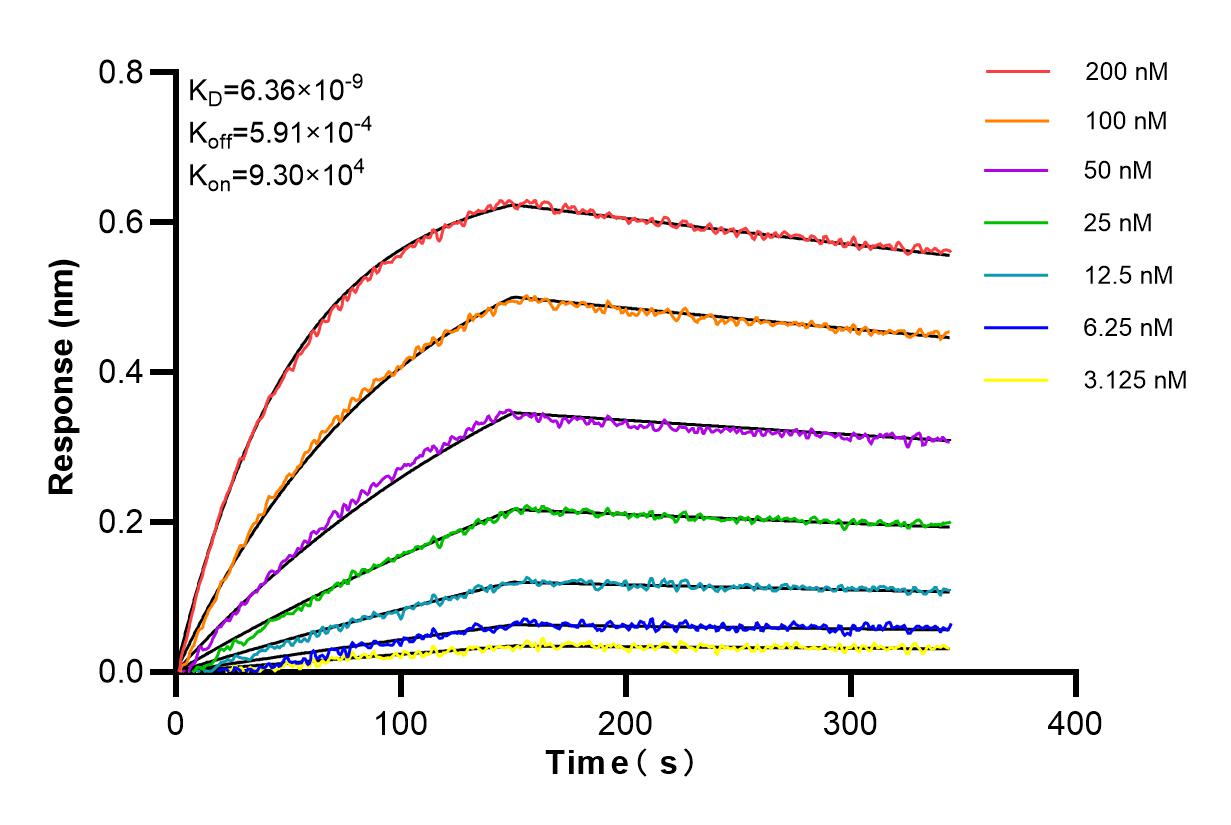 Affinity and Kinetic Characterization of 85768-2-RR