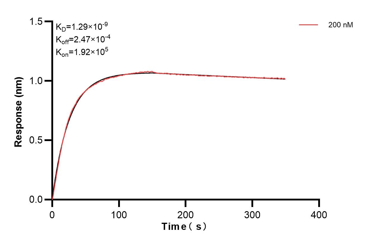 Biolayer interferometry (BLl) kinetic assay of 85769-1-PBS against Human AKT3 was performed. The affinity constant is 1.29 nM. Affinity and Kinetic Characterization of 85769-1-PBS