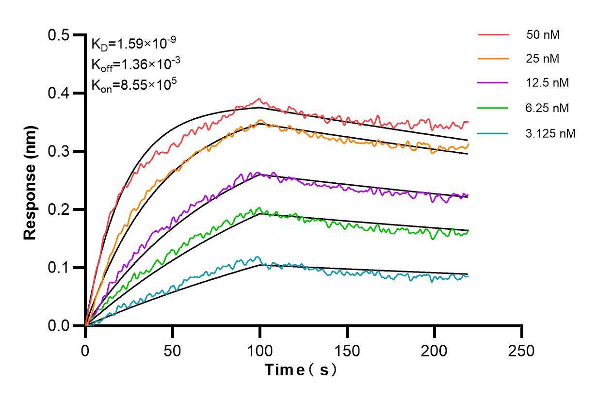 Affinity and Kinetic Characterization of 85773-4-RR