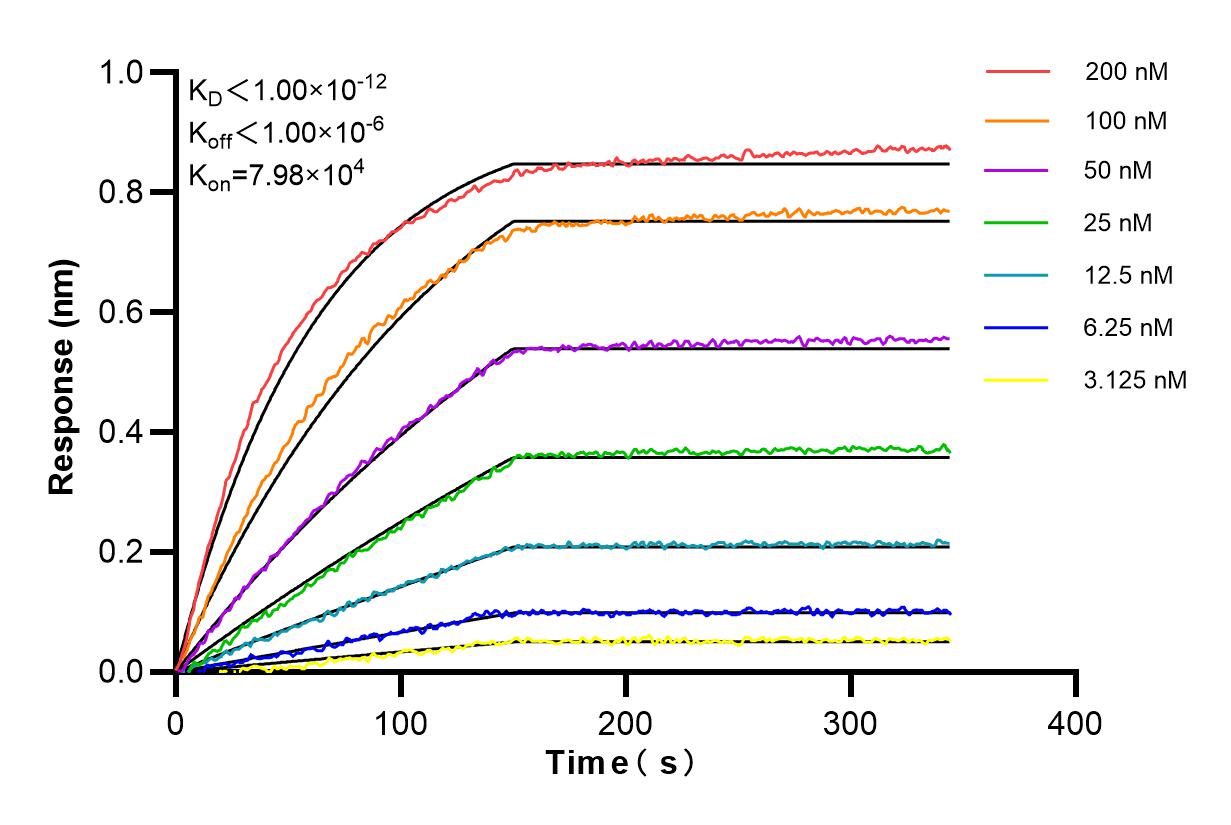 Affinity and Kinetic Characterization of 85783-1-RR