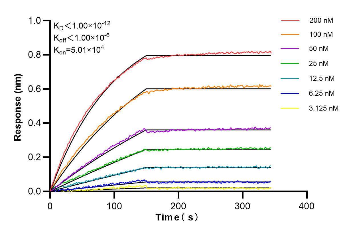 Affinity and Kinetic Characterization of 85788-5-RR