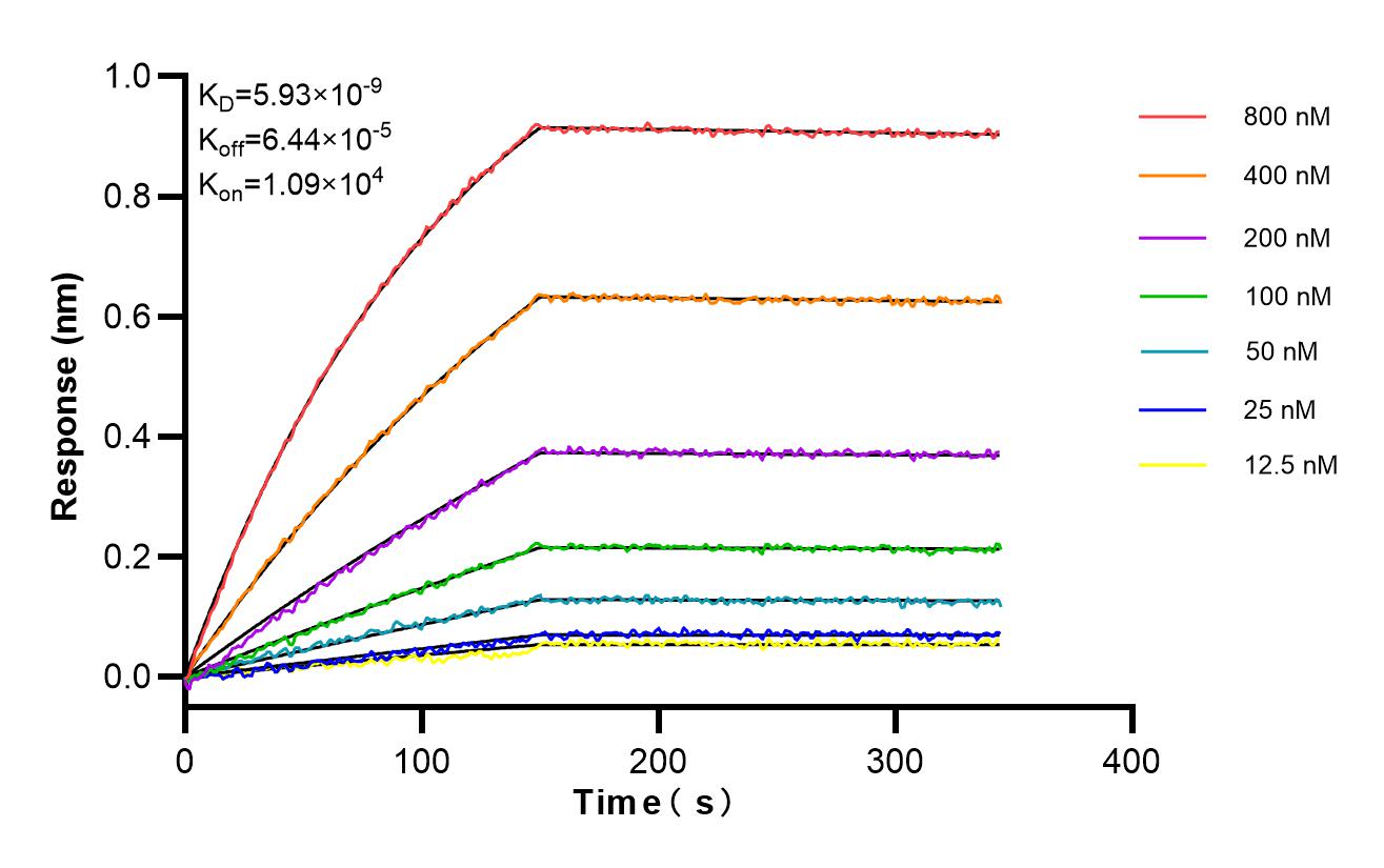 Affinity and Kinetic Characterization of 85792-5-RR