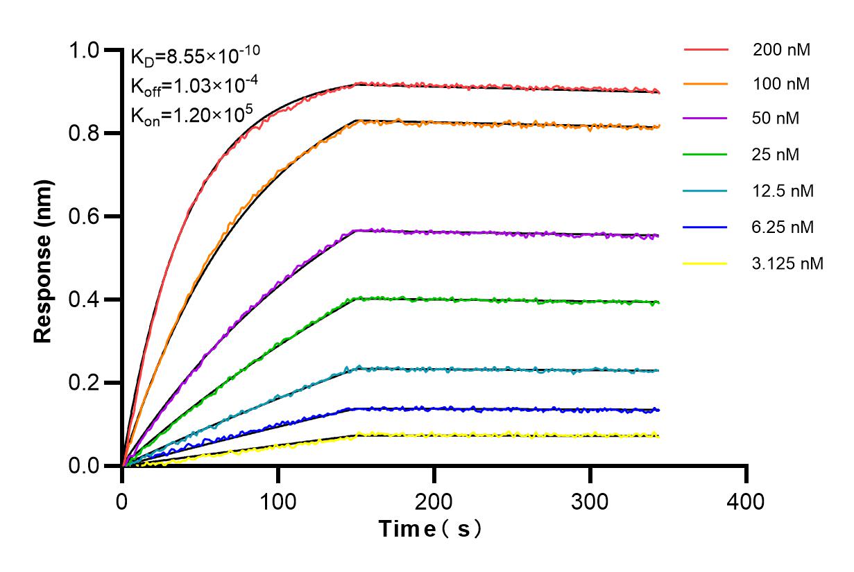 Affinity and Kinetic Characterization of 85796-5-RR