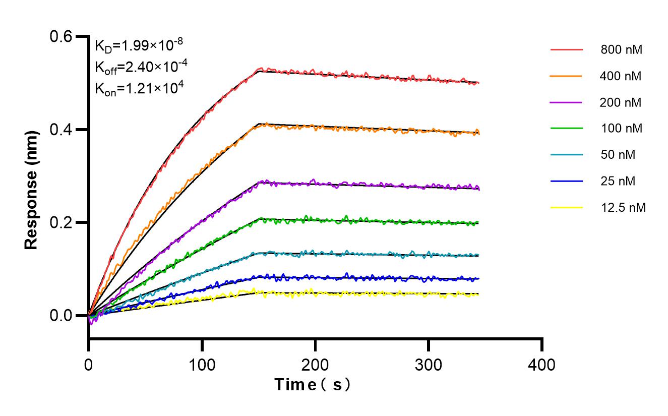 Affinity and Kinetic Characterization of 85801-5-RR